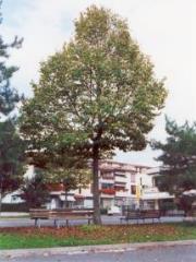 Slovenska lipa na mestnem trgu v Vicchiu v Italiji - Foto arhiv občine